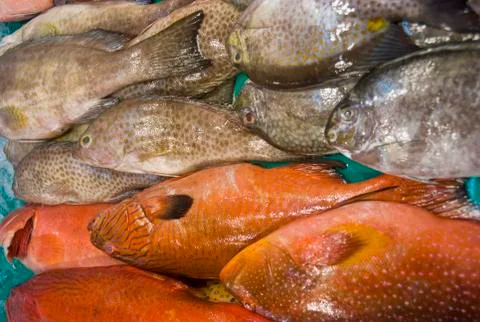 Fish Stock Photos