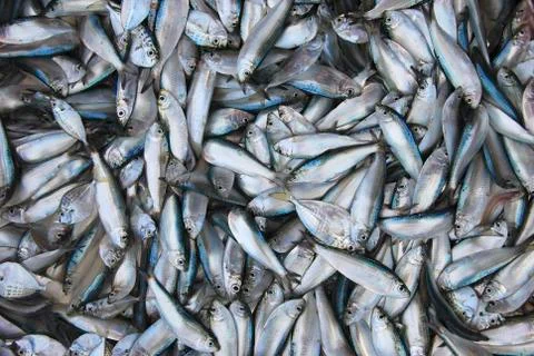 Fish Foto stock