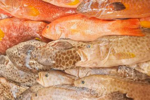 Fish Stock Photos