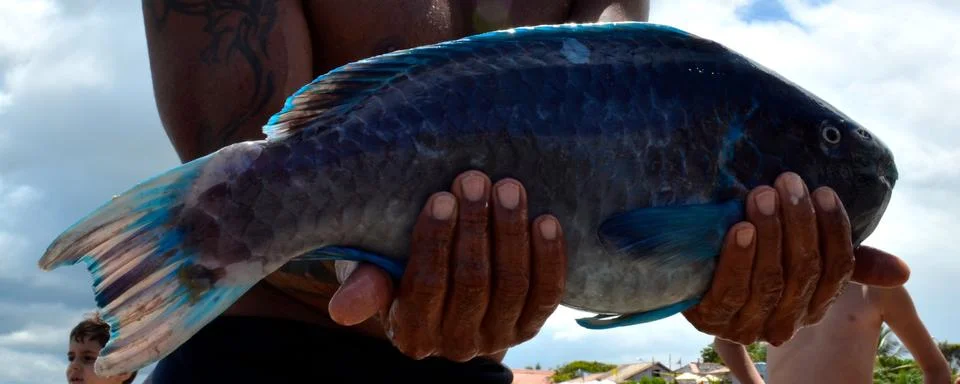 Fish Stock Photos