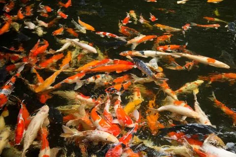 Fish Stock Photos