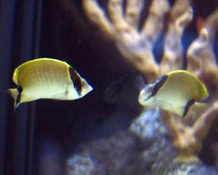 Fish Stock Photos