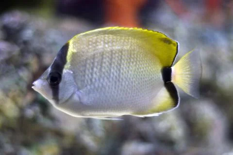Fish Stock Photos