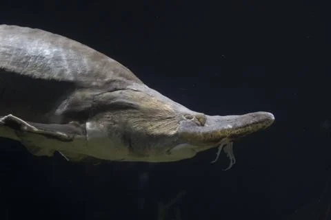Fish Stock Photos