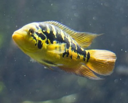 Fish Foto stock