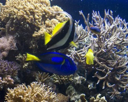 Fish Foto stock