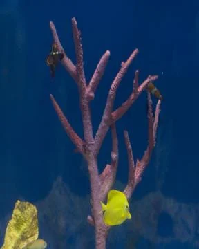 Fish Foto stock