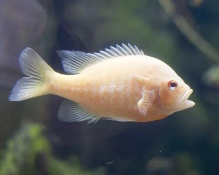 Fish Stock Photos