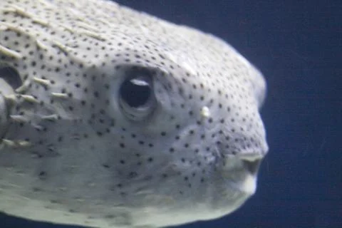 Fish Stock Photos