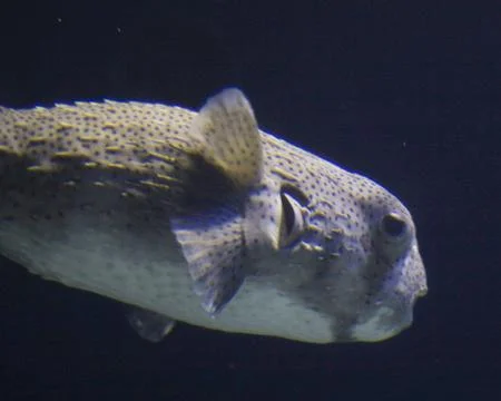 Fish Stock Photos