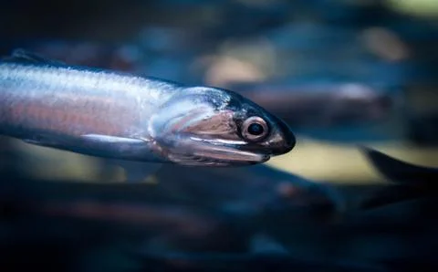 Fish Stock Photos