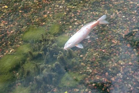 Fish Stock Photos