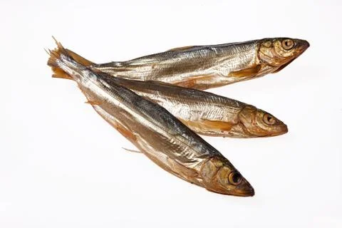 Fish Stock Photos