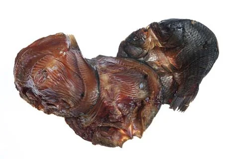Fish Stock Photos