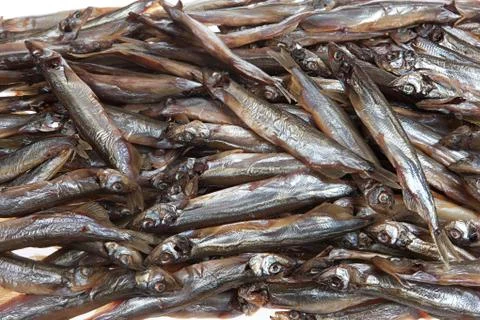 Fish Stock Photos