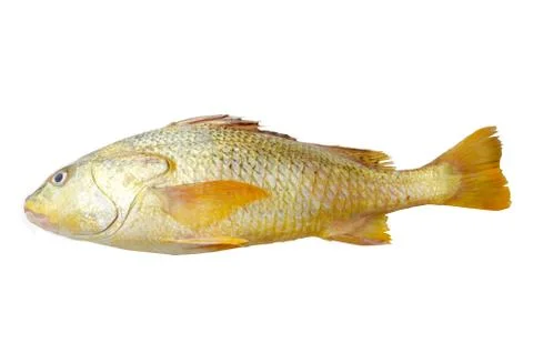 Fish Stockfoto's