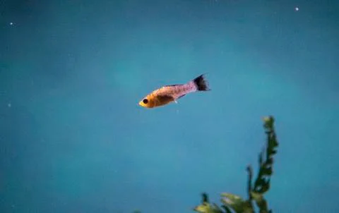 Fish Stock Photos