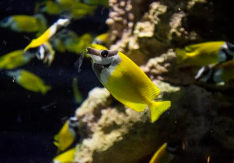 Fish Stock Photos