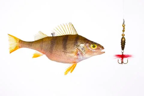 Fish Stock Photos