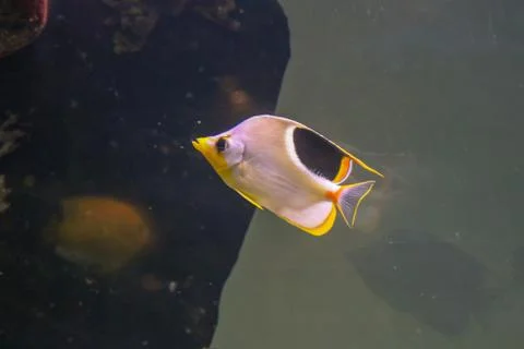 Fish Stock Photos