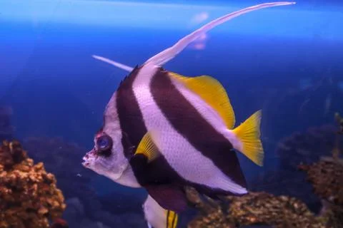 Fish Stock Photos