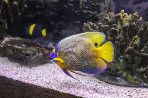 Fish Foto stock