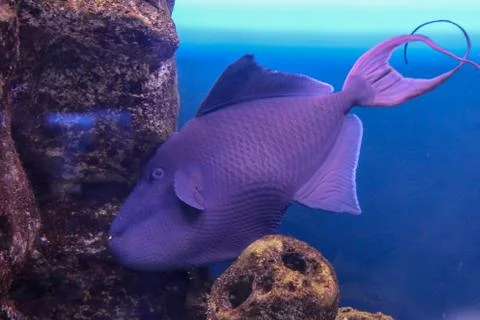 Fish Stock Photos