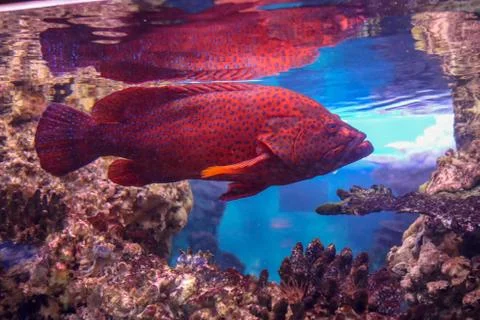 Fish Stock Photos