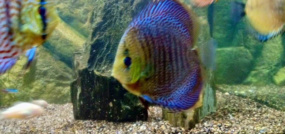 Fish Foto stock