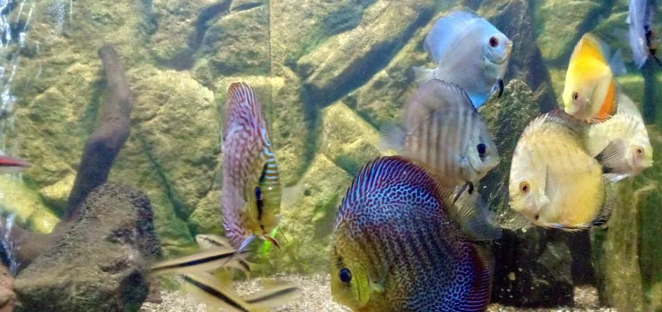 Fish Foto stock