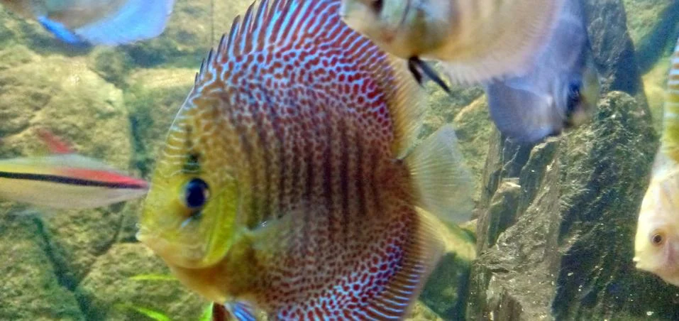 Fish Foto stock