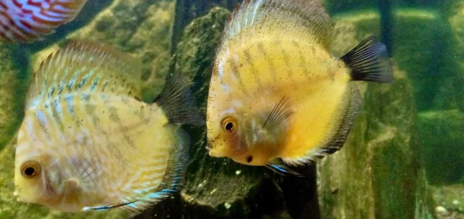 Fish Foto stock