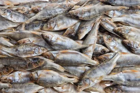 Fish Stock Photos