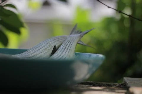 Fish 스톡 사진