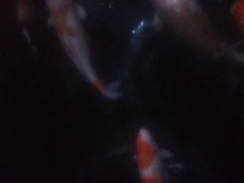 The Fish Stock Photos