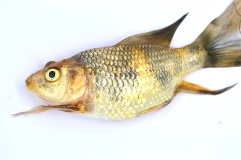 Fish Stock Photos
