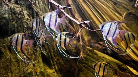 Fish Fotos de archivo