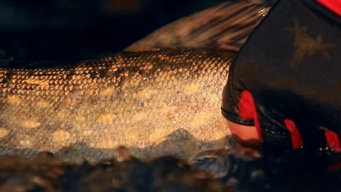 Fish pike in the hands of an angler Stock-Footage 104770046