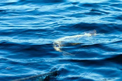Fish pike in net in  spring Stock Photos