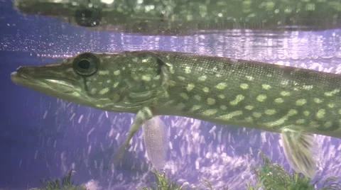 Fish, Pike vulgaris 動画素材 44026845