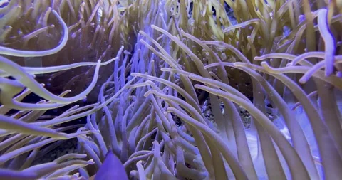 Fish in a Pink Coral Reef Stock Footage 285235801