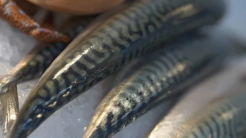 Fish placed on ice on a fish counter. Stock-Footage 107776586