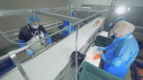 Fish plant unit with salmon getting processed by female employees Stock Footage 102142001