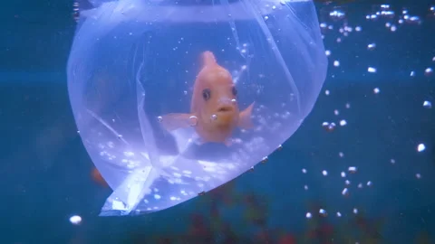 Fish in plastic bag. Stock Footage 135730778
