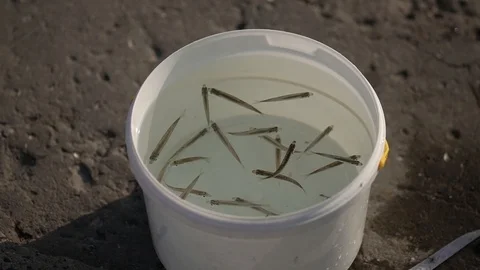 Fish in a plastic bucket. Stock Footage 100411189