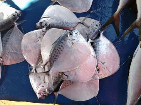 Fish plate Stock Photos