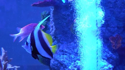 Fish play with bubbles of water. Life in an aquarium. Multicolored fish in 4K Stock Footage 73240712