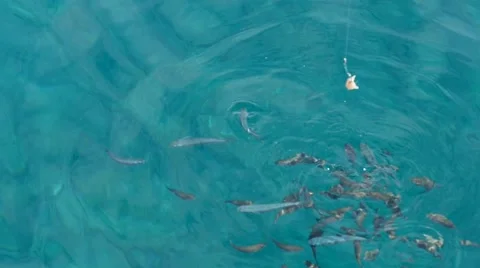 Fish Playing  in Sea Stock Footage 54897878