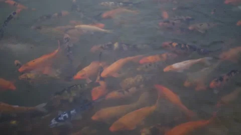 Fish Playing in Water Lake Video stock 146800129