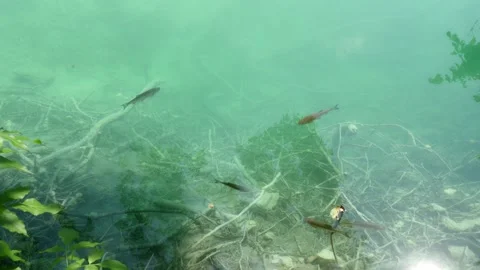 Fish in the Plitvice lakes. Flock of roach swims in the waters of Lake Kozyak. Stock Footage 292813703